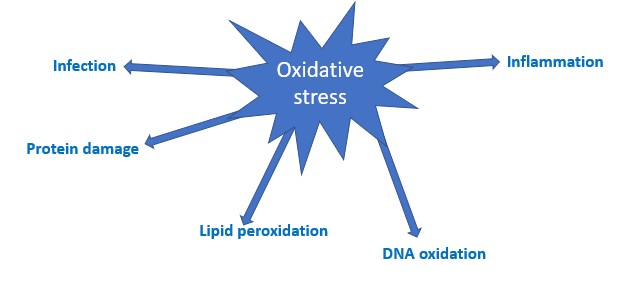 Lipids and oxidative stress