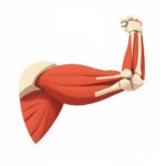 An illustration of a flexed human arm showing muscles and bones, with red muscle fibers and beige bones visible, depicted on a plain white background.