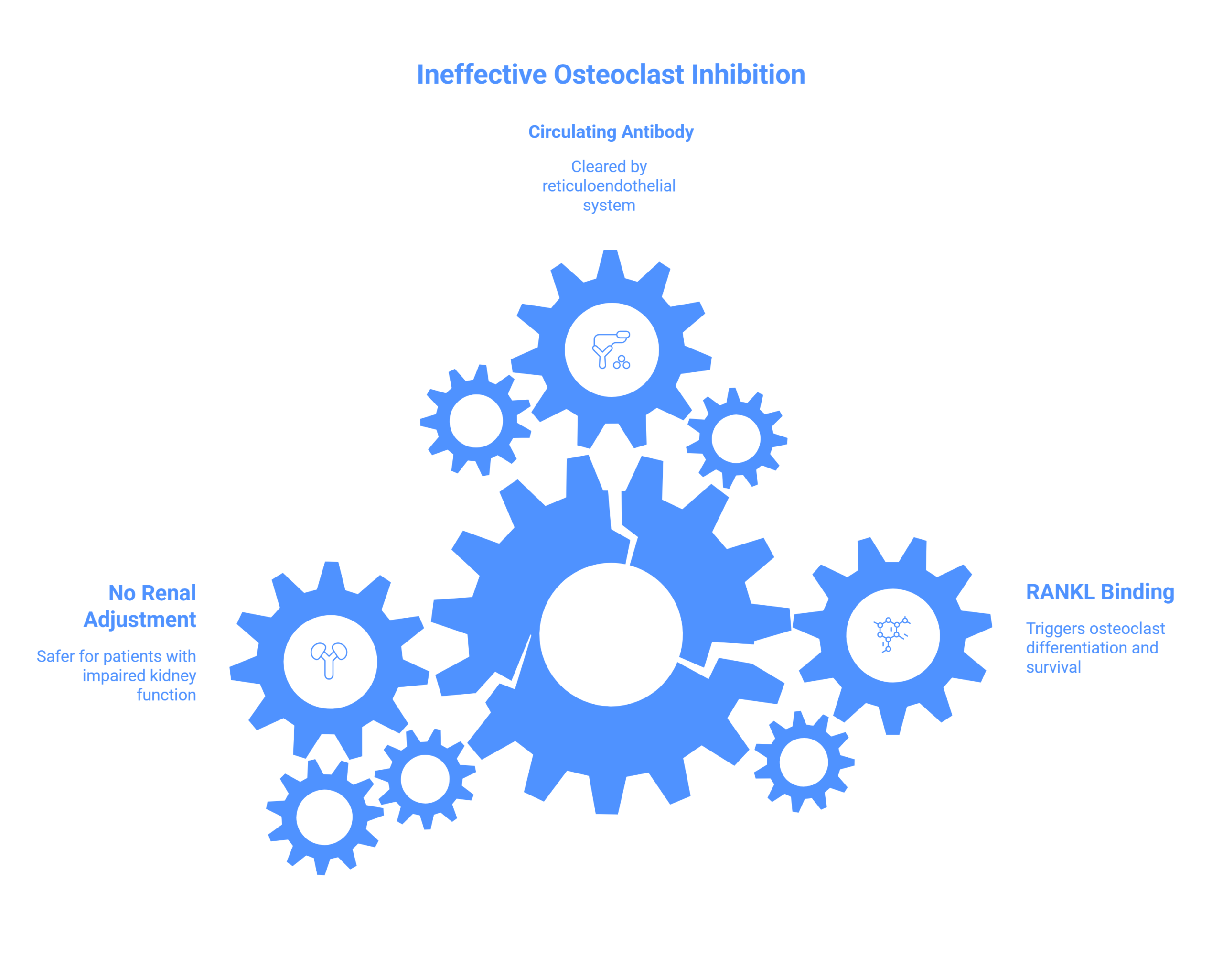 Blue gears illustrate Ineffective Osteoclast Inhibition, highlighting circulating antibody clearance, no renal adjustment for kidney safety, and RANKL binding triggering osteoclast differentiation and survival in skeleton-related cancer therapy.