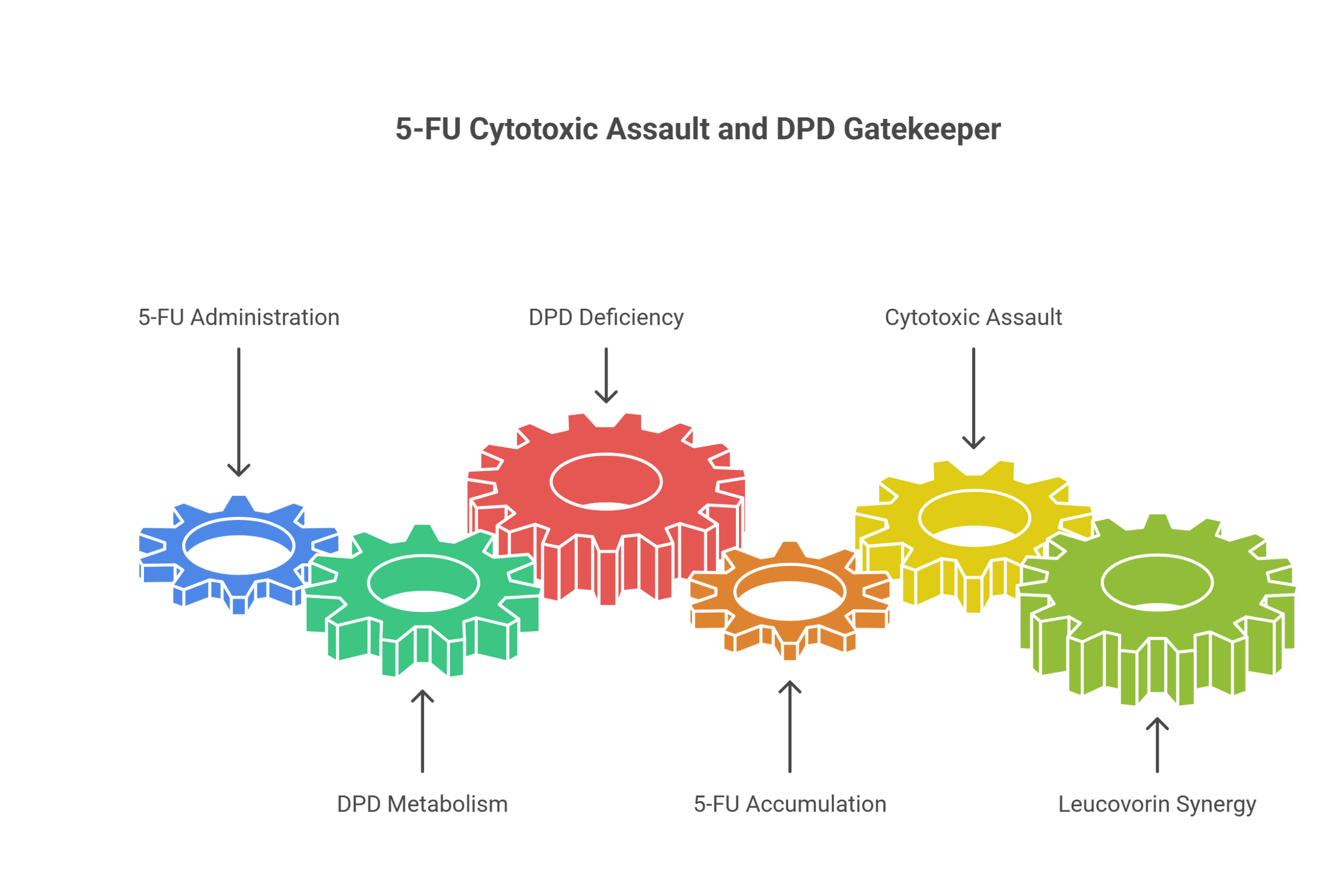 Five interlocking gears in blue, green, red, orange, and yellow represent key stages of deadly chemotherapy: 5-FU Administration, DPD Metabolism, DPD Deficiency, 5-FU Accumulation, Cytotoxic Assault, and Leucovorin (vitamin) Synergy. Arrows show process flow.