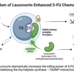 Diagram illustrating how leucovorin, a vitamin, boosts 5-FU chemotherapy: leucovorin stabilizes the FdUMP-thymidylate synthase complex, inhibiting DNA synthesis and causing cancer cell apoptosis.