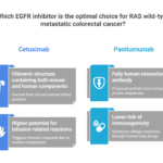 Infographic comparing Cetuximab and Panitumumab for metastatic colorectal cancer. Highlights Cetuximabs chimeric structure and higher immuno-reaction risk; Panitumumab is fully human with lower immunogenicity risk.