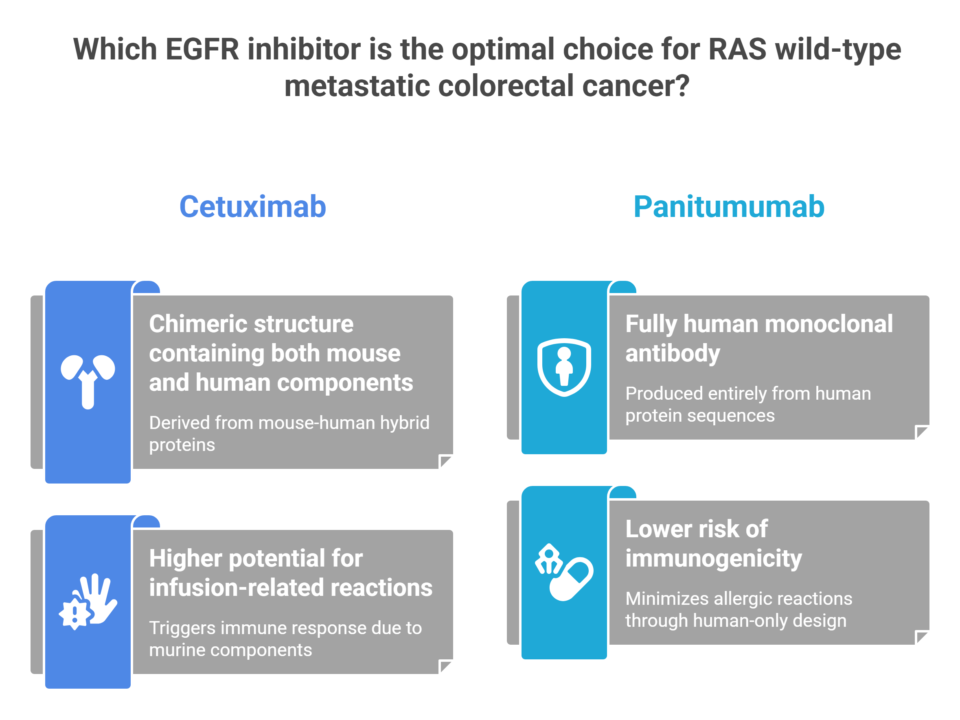 Infographic comparing Cetuximab and Panitumumab for metastatic colorectal cancer. Highlights Cetuximabs chimeric structure and higher immuno-reaction risk; Panitumumab is fully human with lower immunogenicity risk.